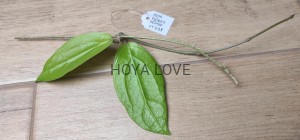 HOYA sp. UT039 flores island