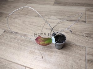 Hoya fuscomarginata