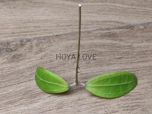 Hoya seeds 017