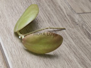 Hoya kicki
