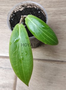 Hoya soligamiana 