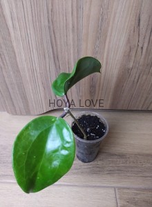 Hoya surigaonensis