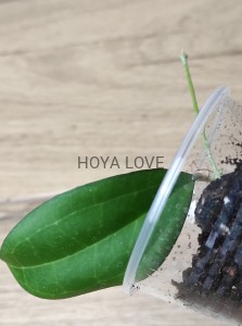 Hoya paulshirley