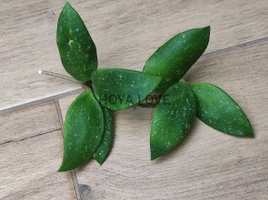 Hoya macrantha splash