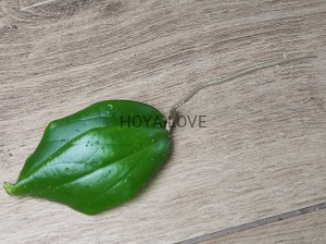 Hoya spring rabbit