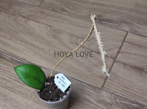 Hoya sunshine MB 1594