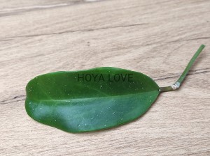 Hoya gost fairy