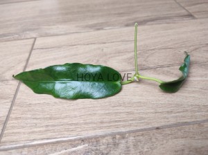 Hoya onychoides SV416