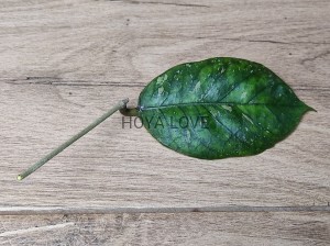 Hoya sp. GPS 7020