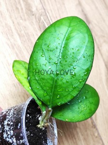 Hoya nathalie