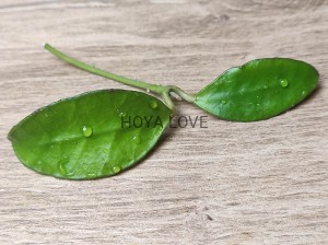 Hoya benchai