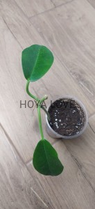Hoya magnifica