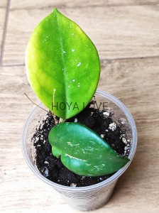 Hoya carnosa snowball 