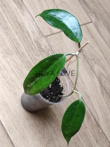 Hoya clandestina 