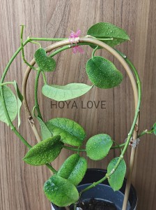 Hoya ariadna