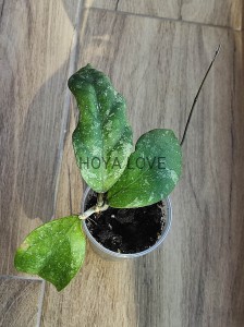 Hoya sp. big dark EPC 057