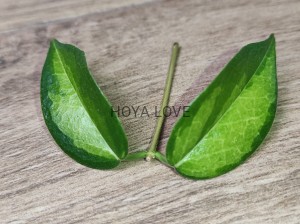 Hoya dennisii frida= variegata