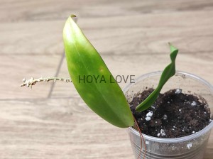 Hoya ilagiorum red