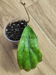 Hoya sp. sabah AG 08-24