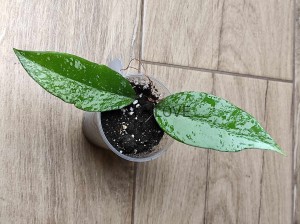Hoya pubicalyx silver splash
