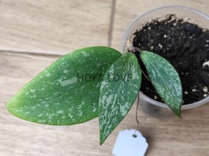 Hoya wibergiae