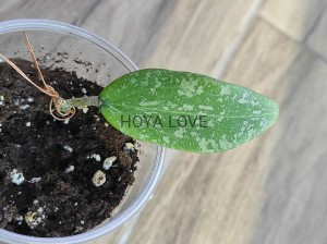Hoya wibergiae