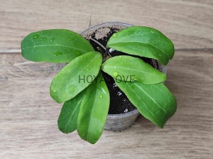 Hoya seeds 020