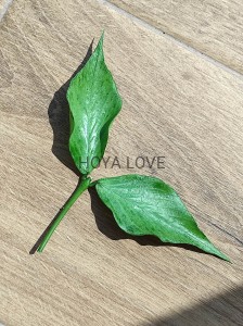 Hoya polyneura broget