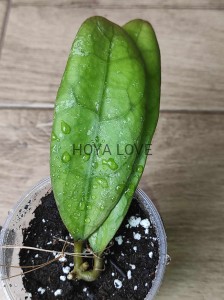 Hoya sp. central kalimantan borneo SML-04 