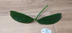 Hoya lobbi pink