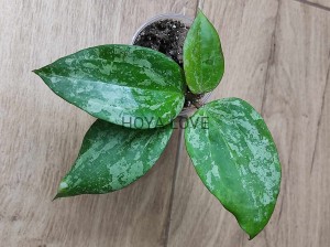 Hoya macrophylla splash leaves 