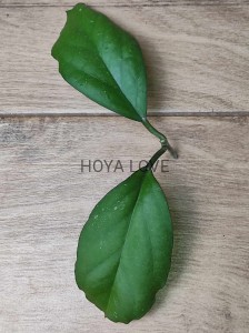Hoya seeds 002