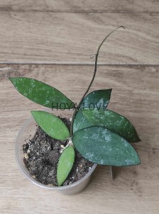 Hoya flagellata gold