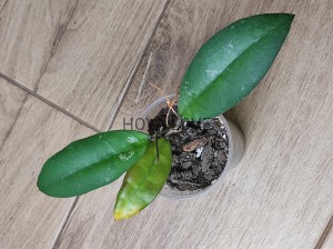 Hoya sp. central kalimantan borneo SML-04