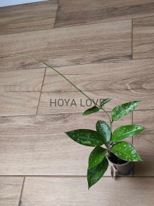 Hoya pottsii splash