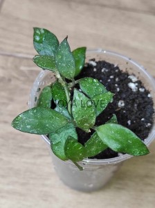 Hoya lacunosa perangin durian