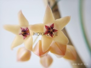 Hoya cutis porcelana 