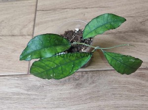 Hoya sp. nong nooch IML 1541
