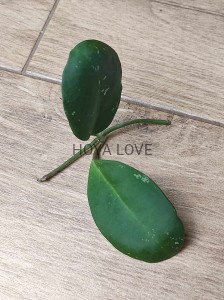 Hoya cv. David's green cup