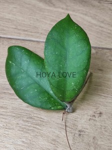 Hoya sp. SR 2009-005 Malaysia EPC-892