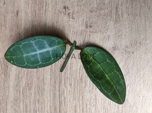 Hoya elliptica