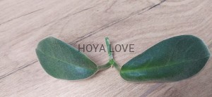 Hoya calycina