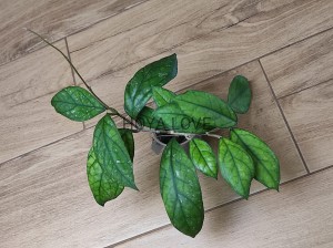 Hoya larisa