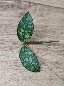 Hoya crassipetiolata splash