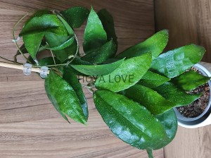 Hoya finlaysonii 'Panggha' beautiful dark green leaves without veins, South Thailand, EPC 786