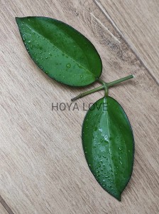 Hoya seeds 023