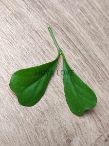 Hoya manipurensis