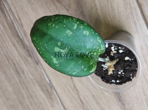 Hoya parasitica lao
