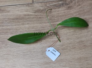 Hoya darwinii