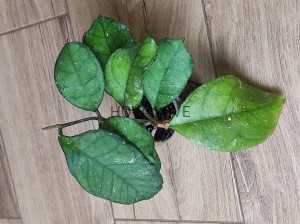Hoya svetlana 